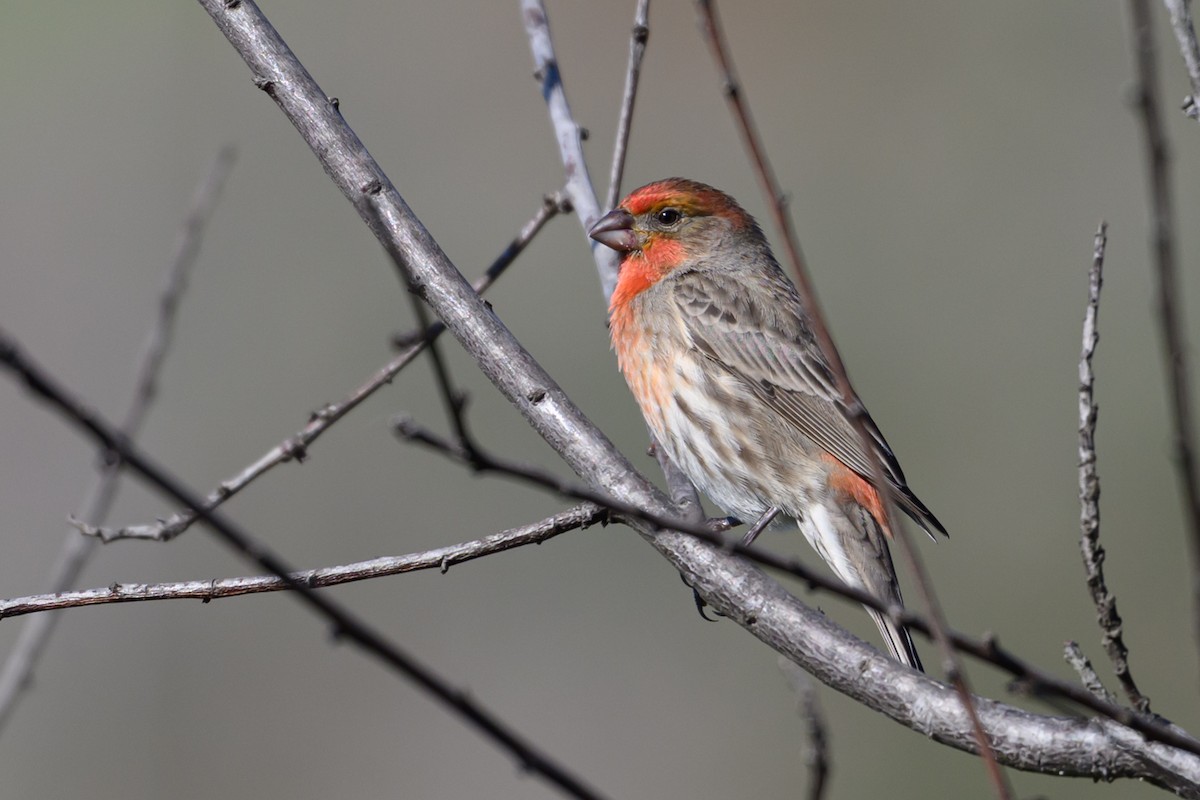 House Finch - ML646004947