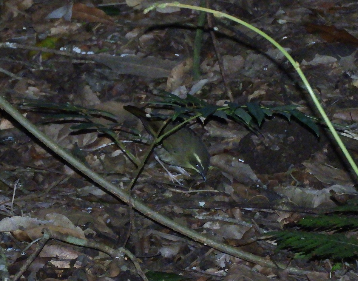 Yellow-throated Scrubwren - ML646004953