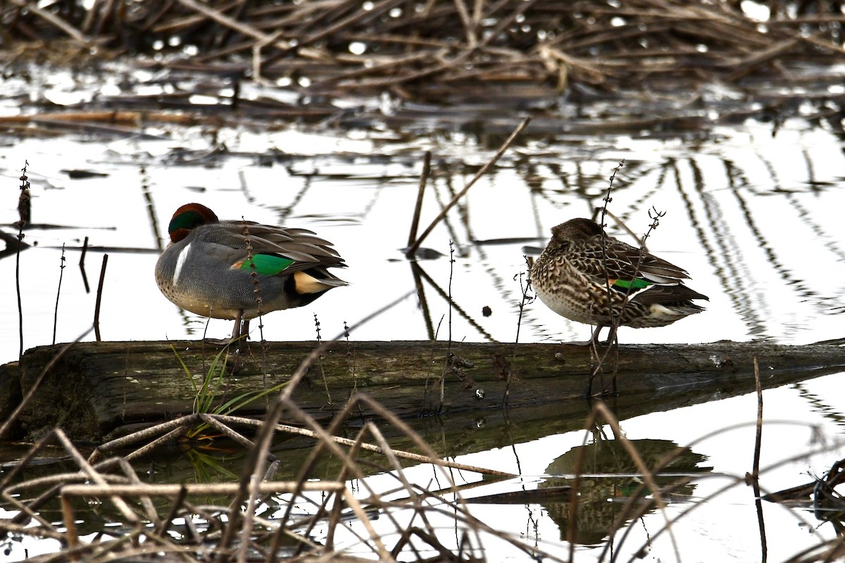 Green-winged Teal (American) - ML646004956