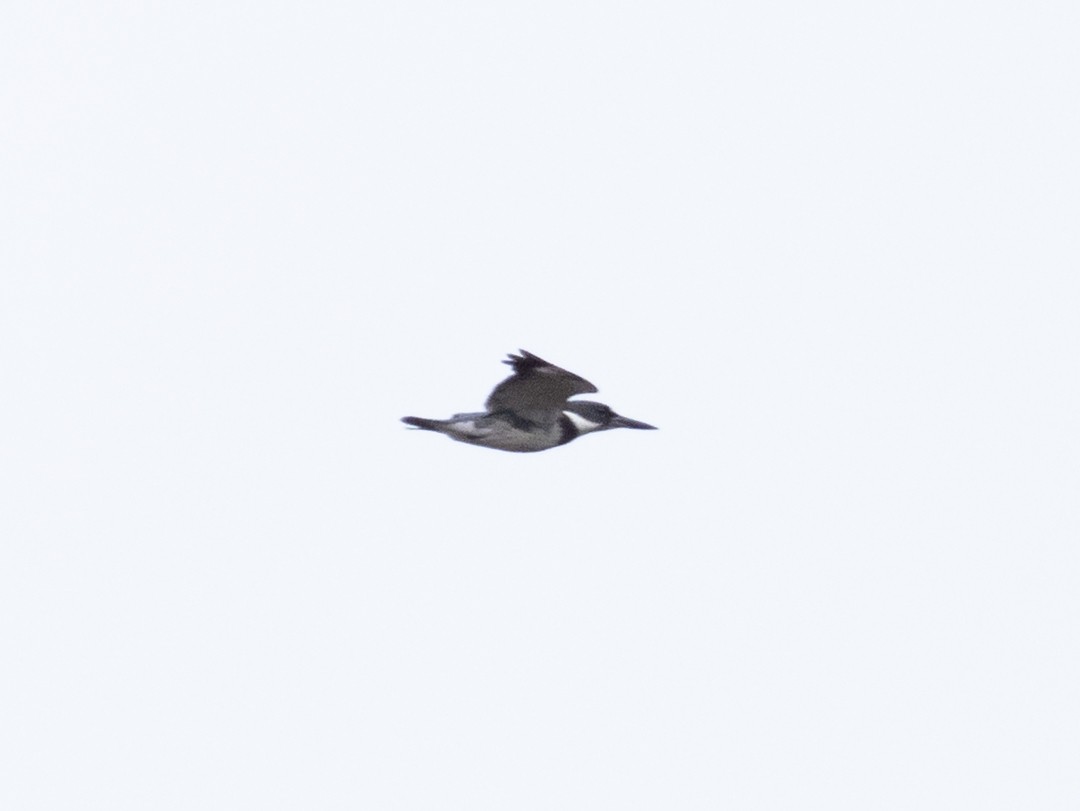 Belted Kingfisher - ML646004958