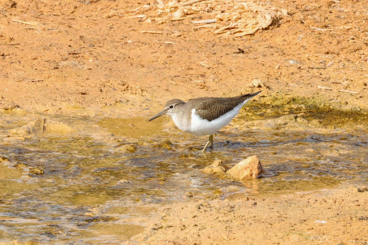 イソシギ - ML646004969