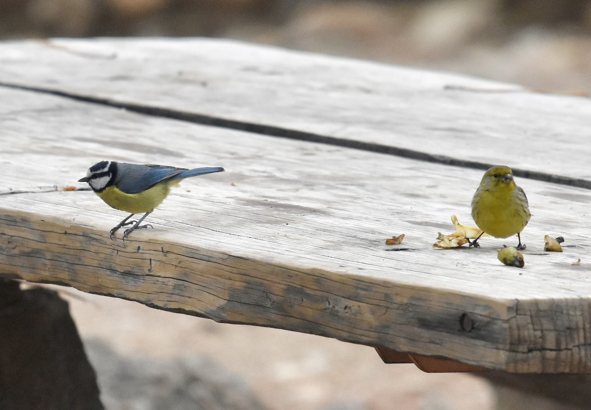 African Blue Tit - ML646004978