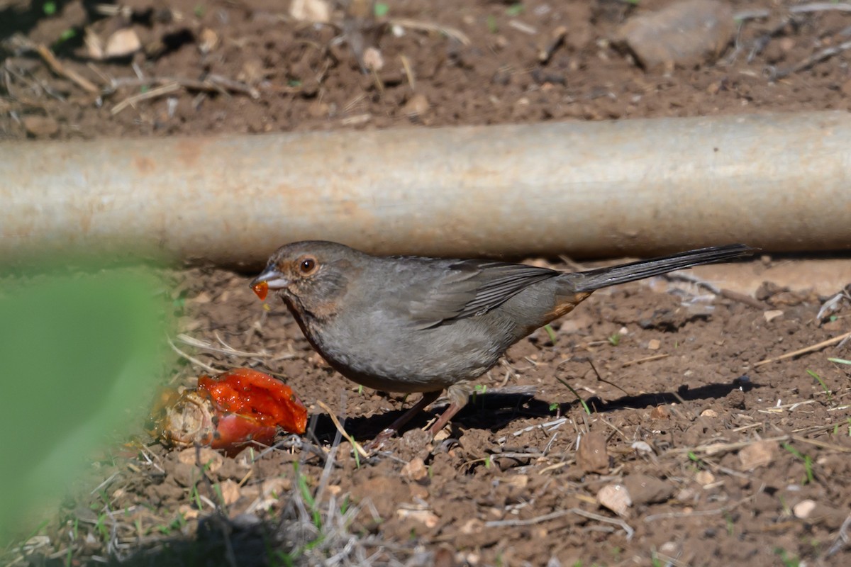 California Towhee - ML646004979