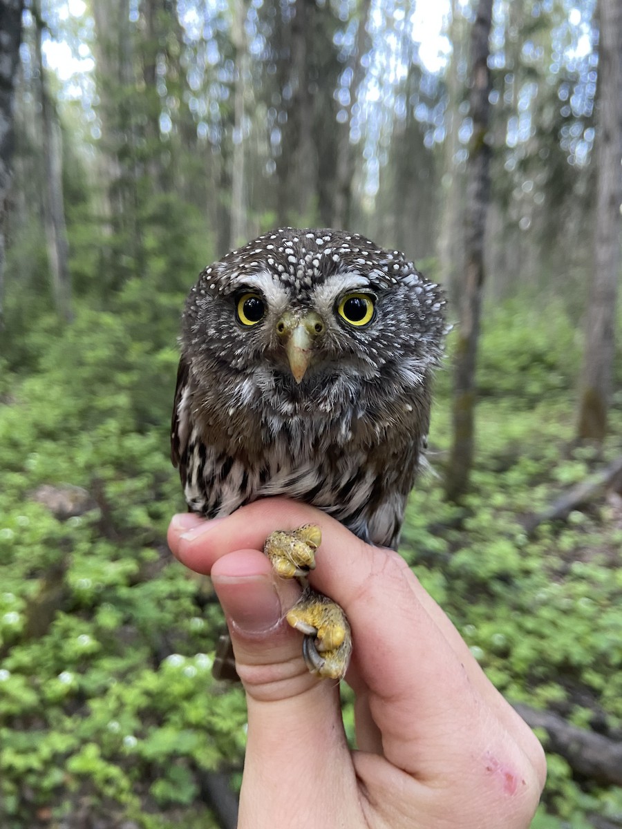 Northern Pygmy-Owl - ML646004980