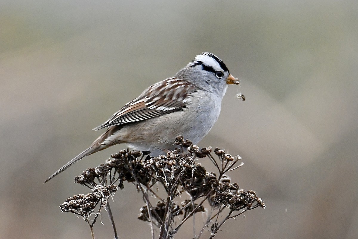 White-crowned Sparrow - ML646004982