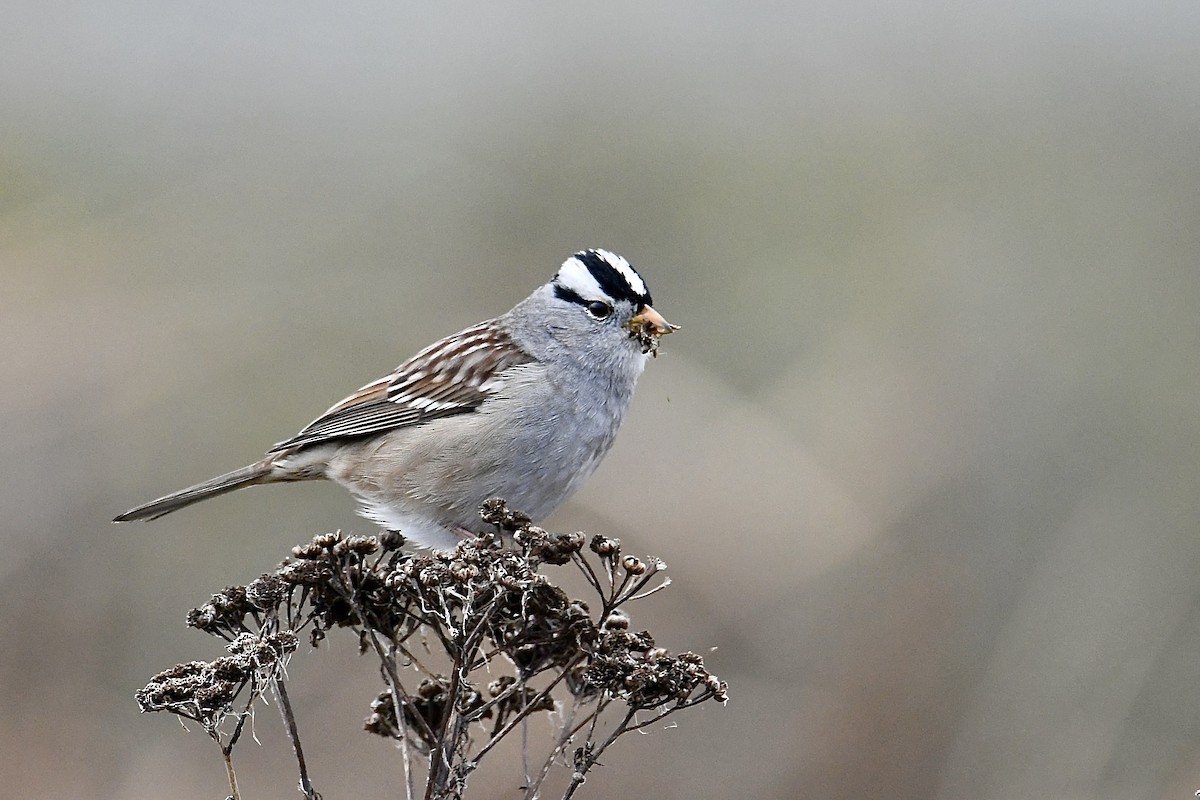 White-crowned Sparrow - ML646004983