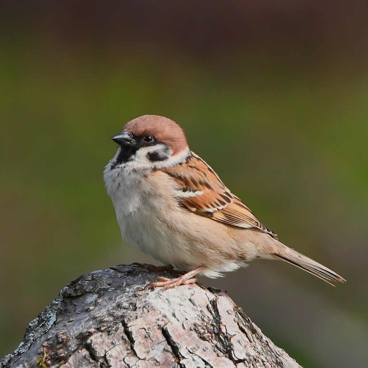 Ağaç Serçesi - ML646004984