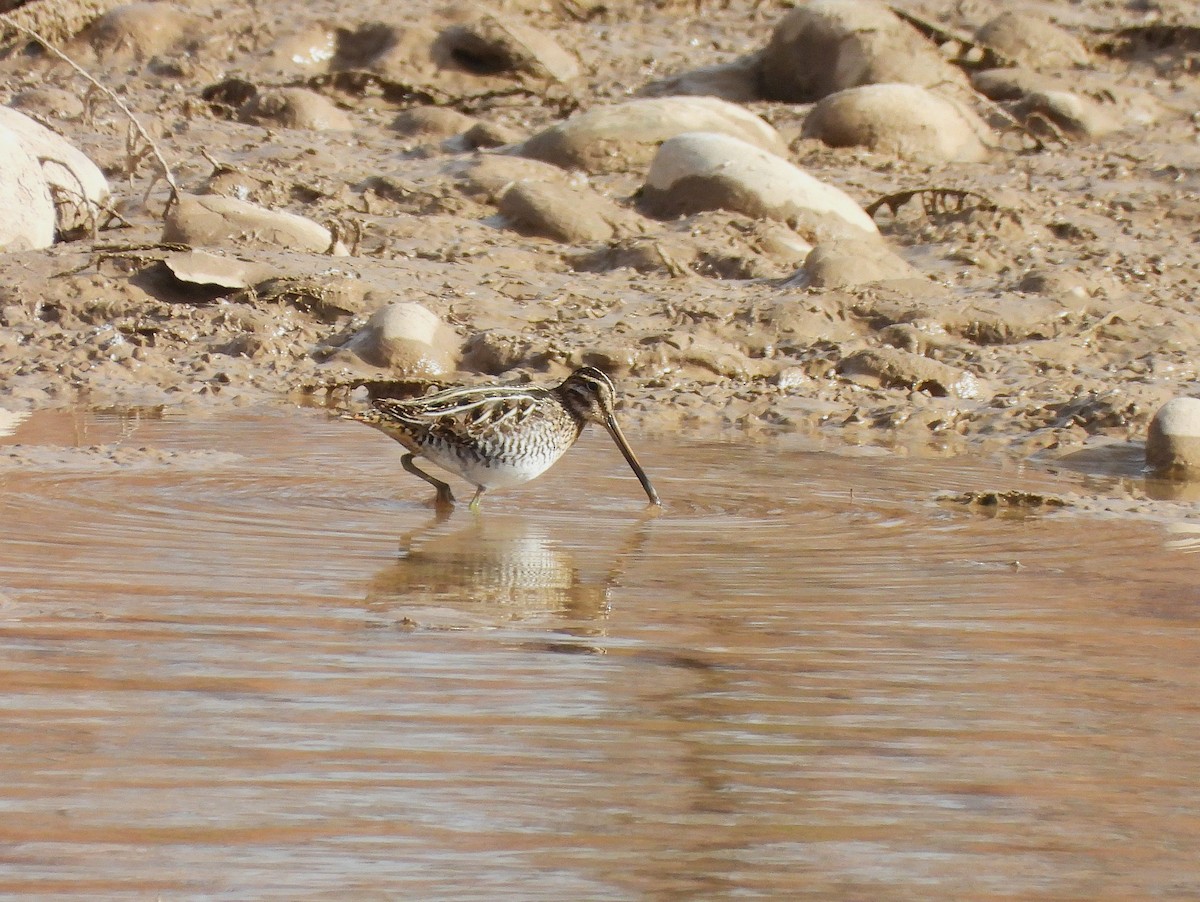 Wilson's Snipe - ML646004985