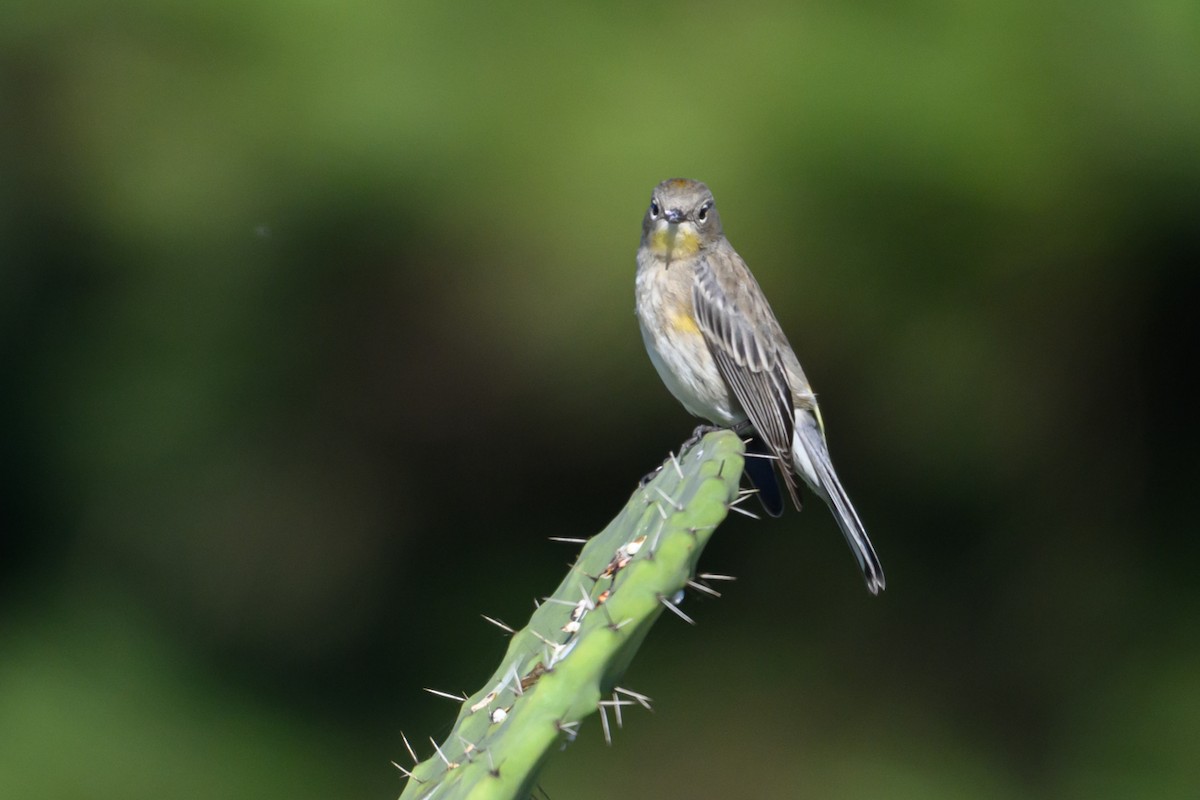 Yellow-rumped Warbler - ML646004990