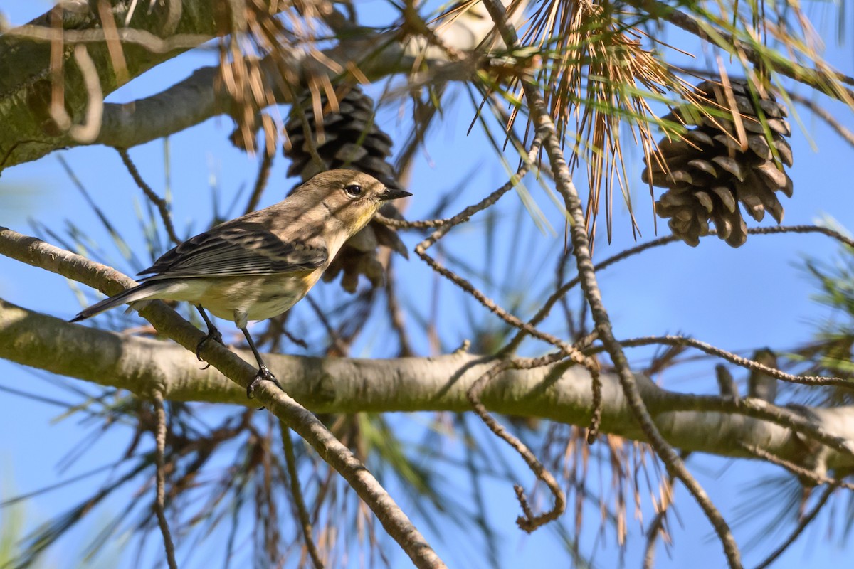 Yellow-rumped Warbler - ML646004991