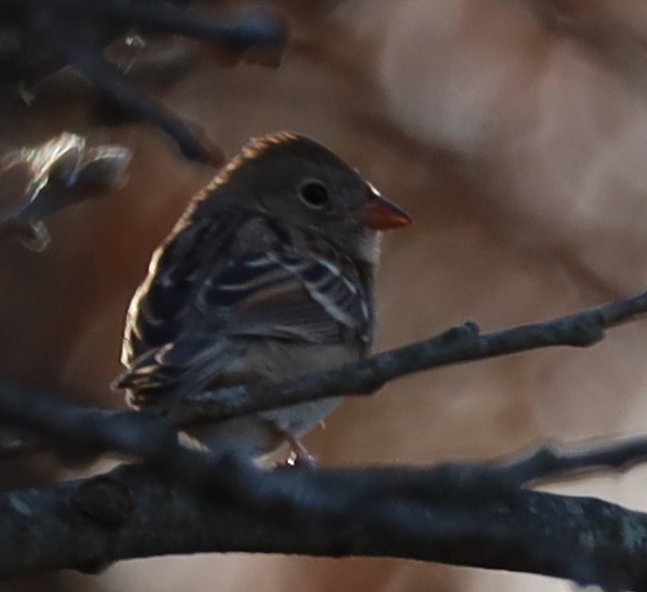 Field Sparrow - ML646004994