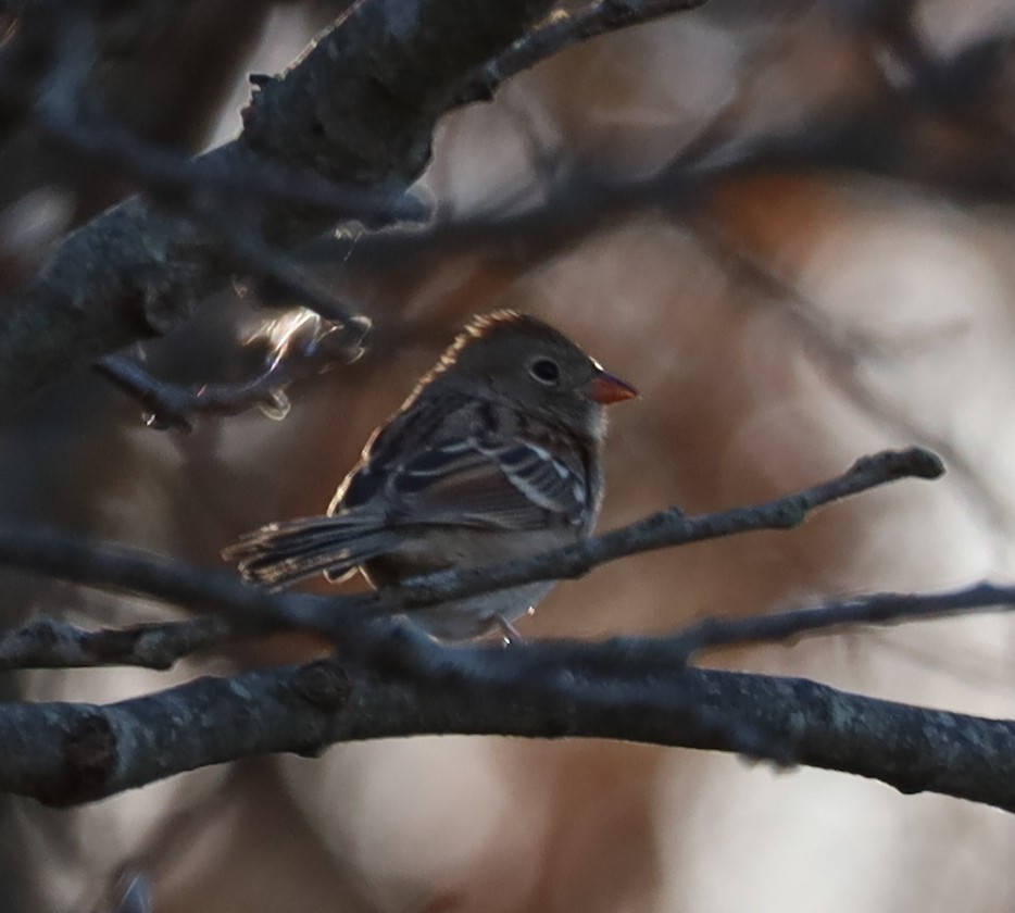 Field Sparrow - ML646004995