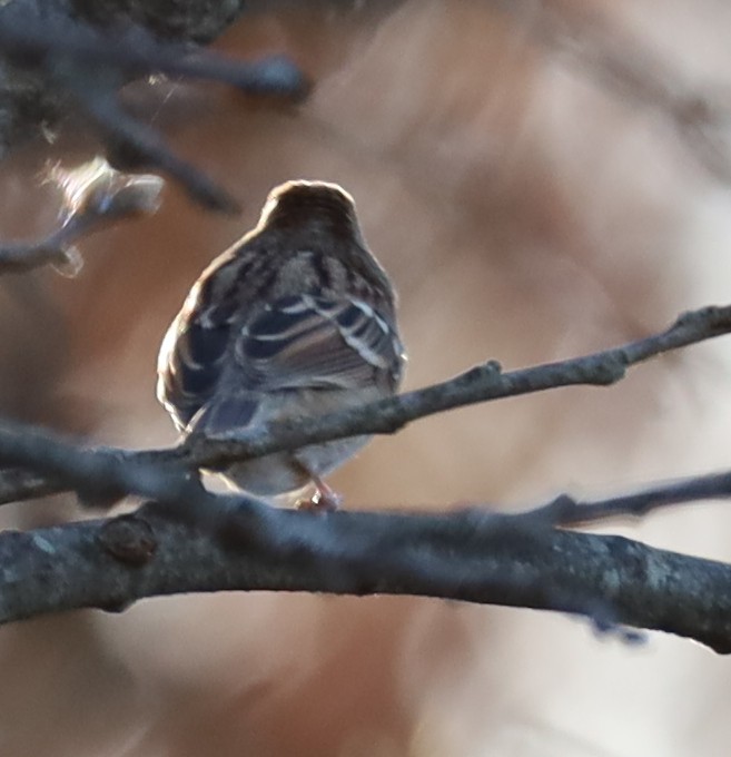 Field Sparrow - ML646004997
