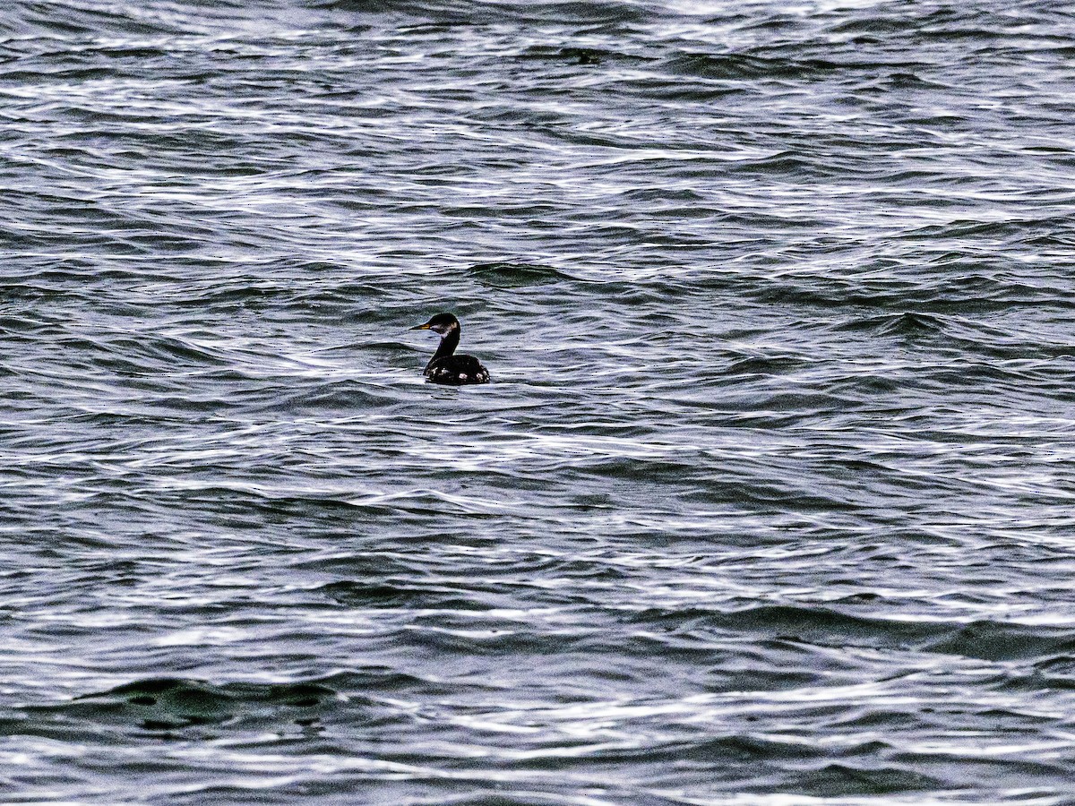 Somormujo Cuellirrojo - ML646004999