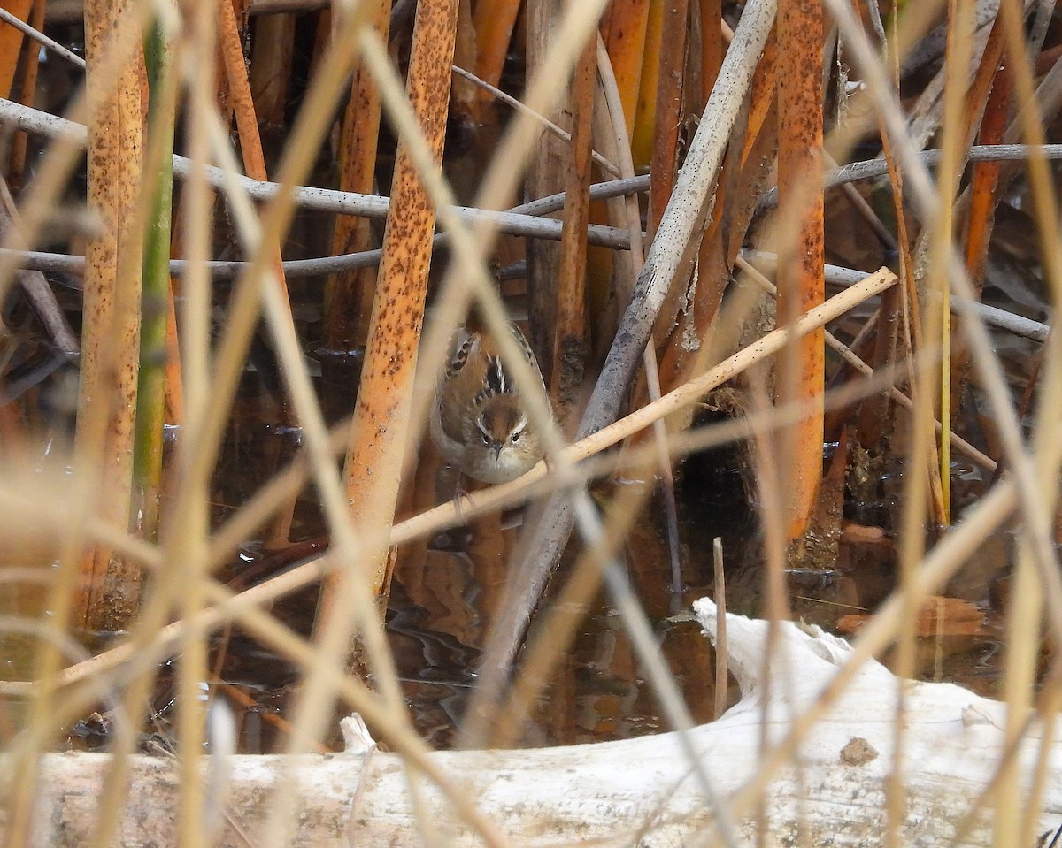 Marsh Wren - ML646005006