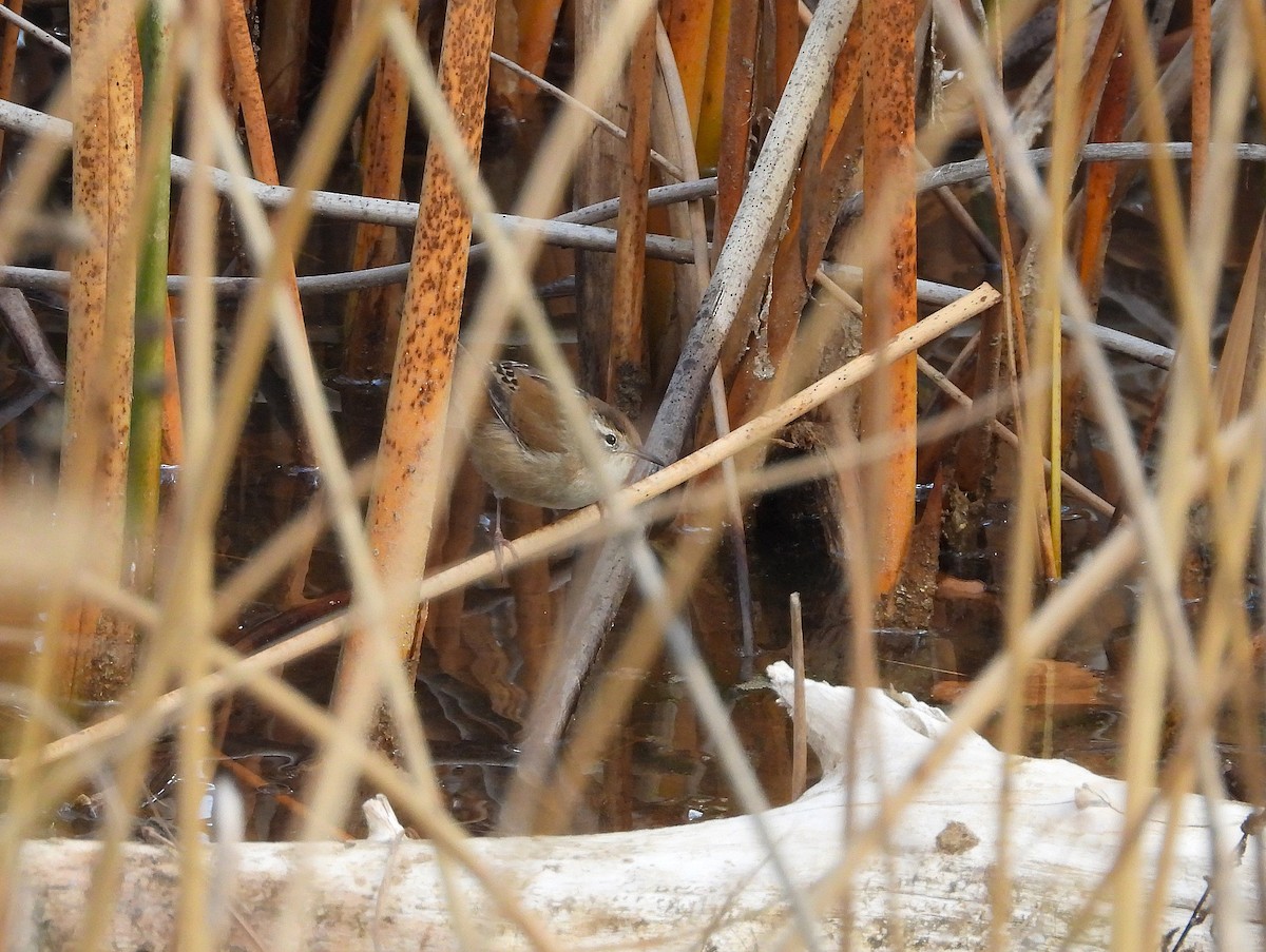 Marsh Wren - ML646005007