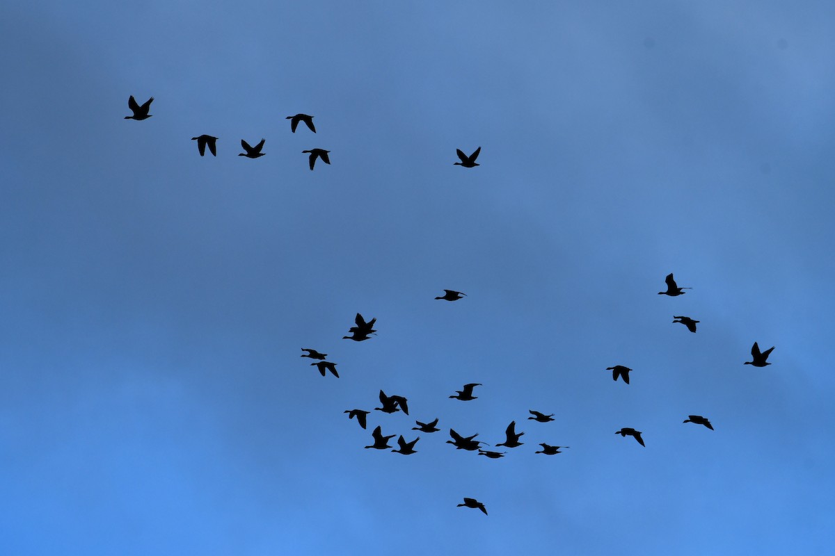 Cackling Goose - ML646005011