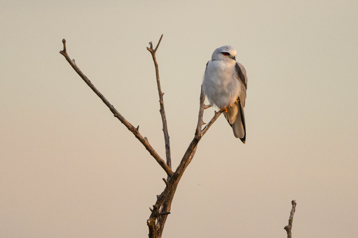 Black-winged Kite - ML646005013