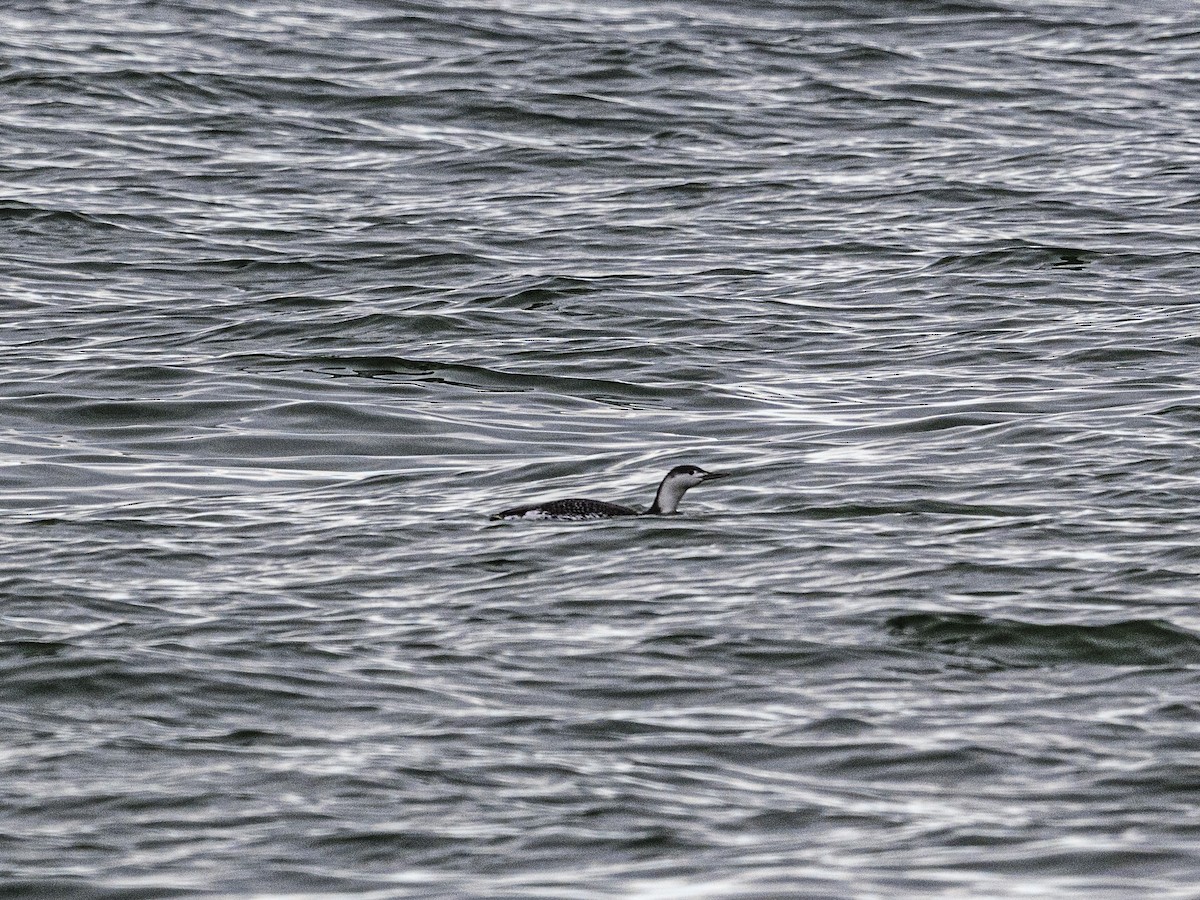 Red-throated Loon - ML646005014
