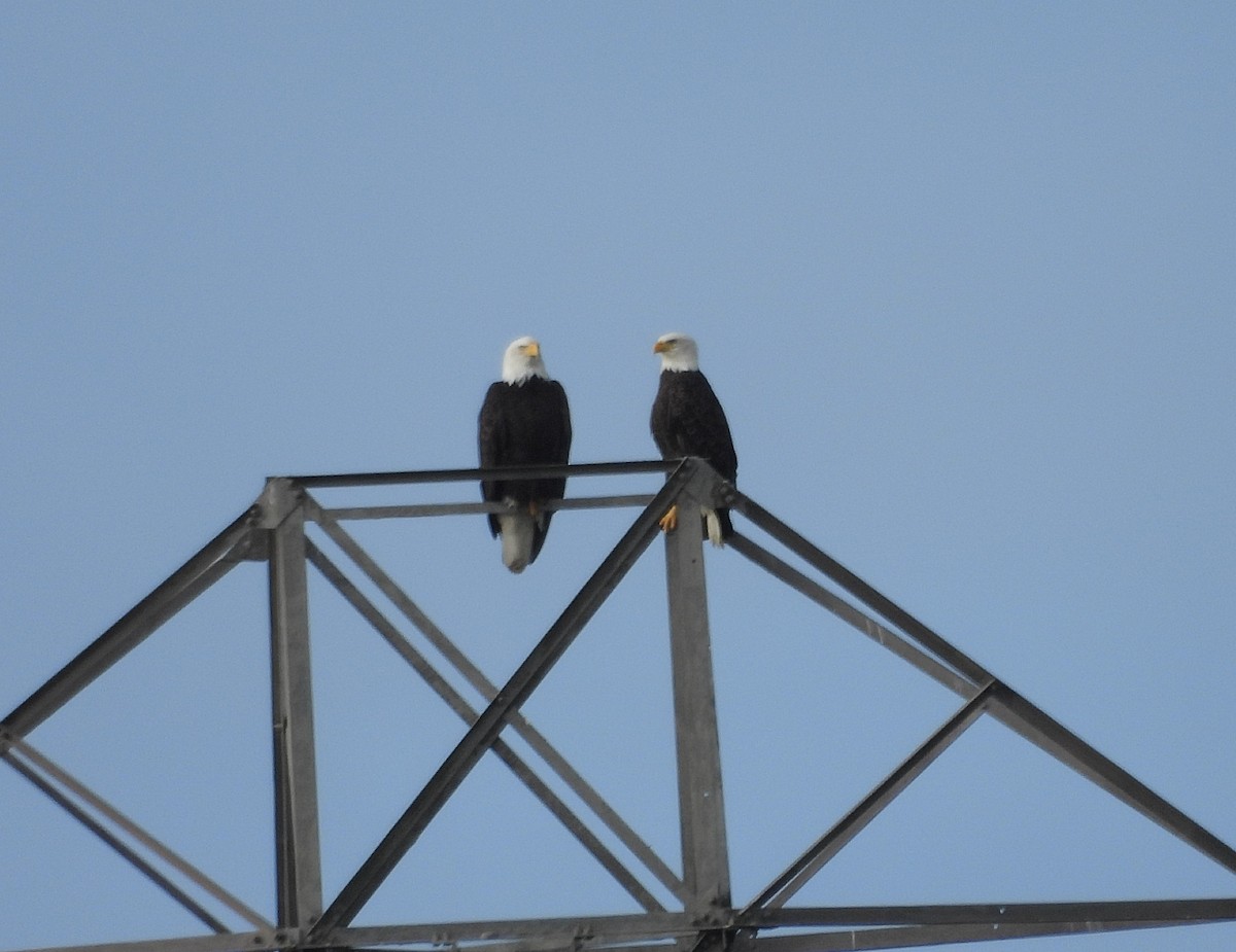 Орлан білоголовий - ML646005018