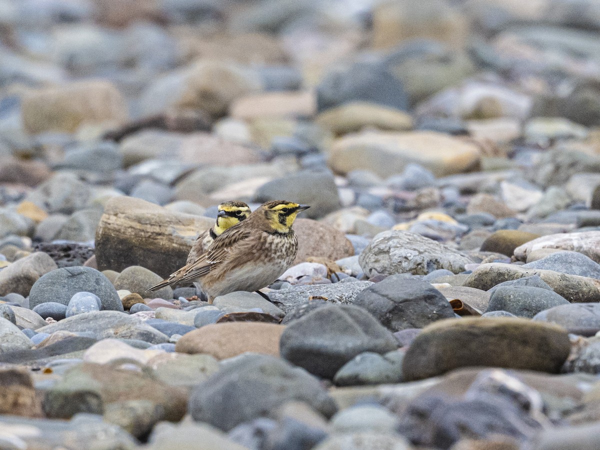 Horned Lark - ML646005019