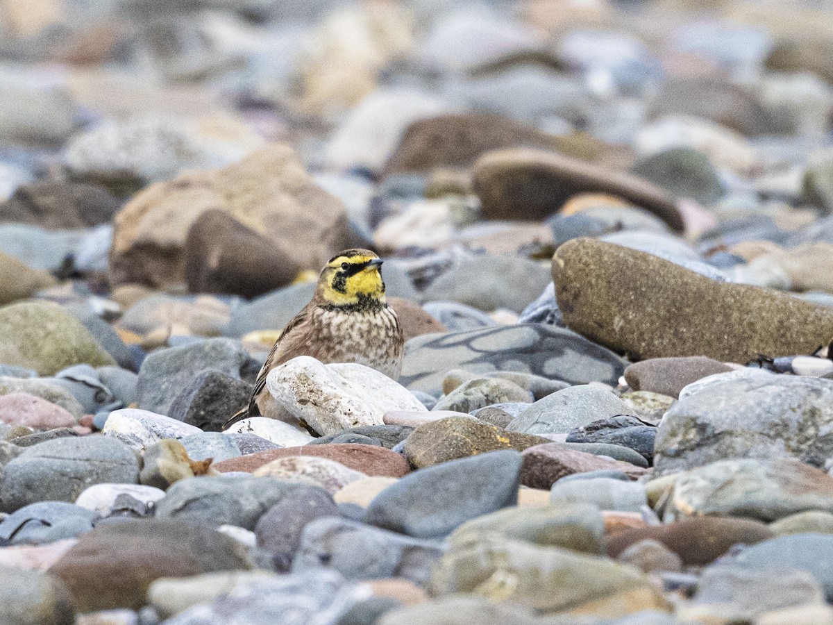 Horned Lark - ML646005020