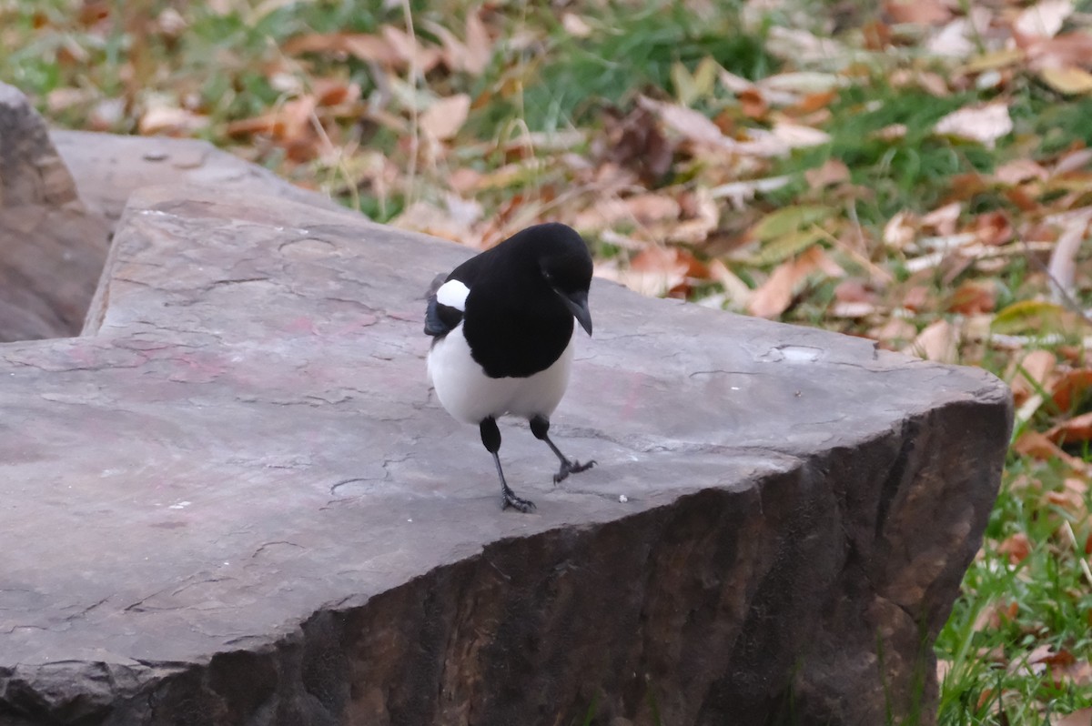 straka americká - ML646005023