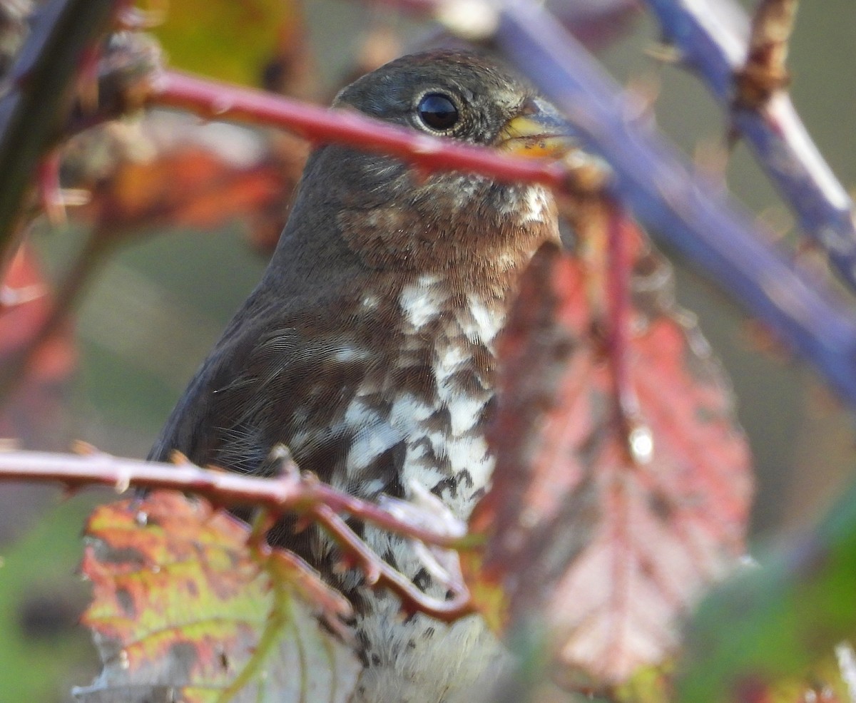 Пасовник рябогрудий - ML646005032