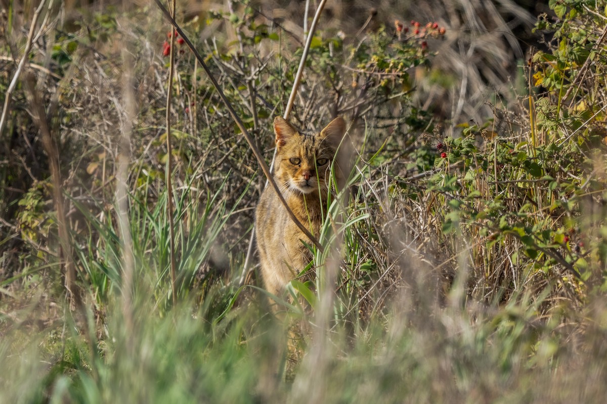 Mammals - ML646005035