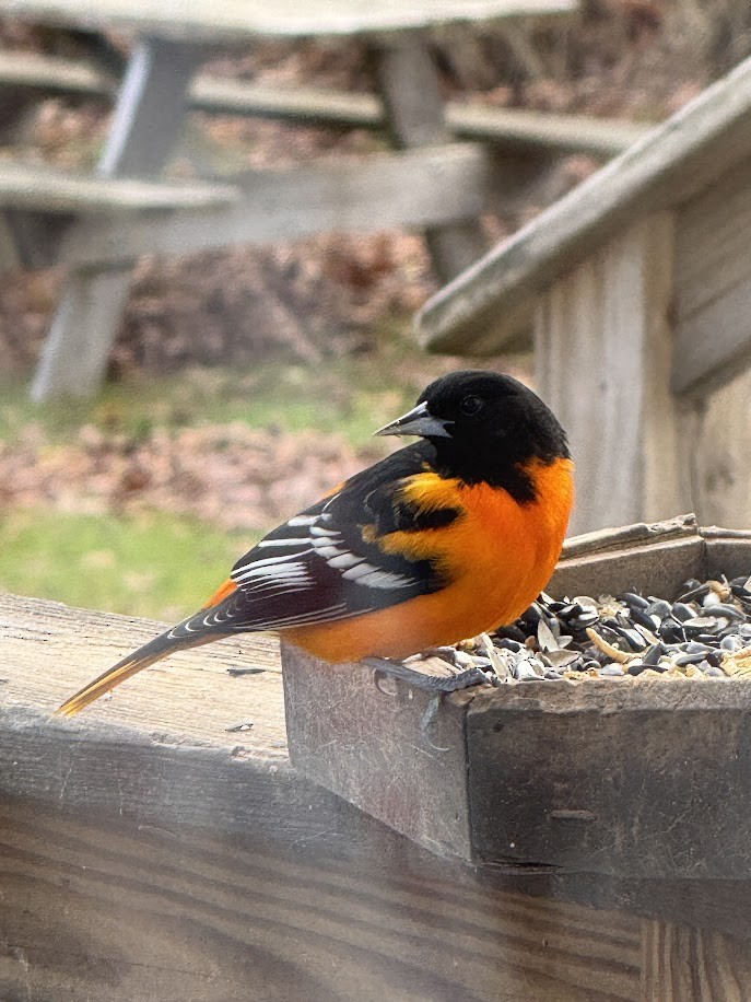 Oriole de Baltimore - ML646005041