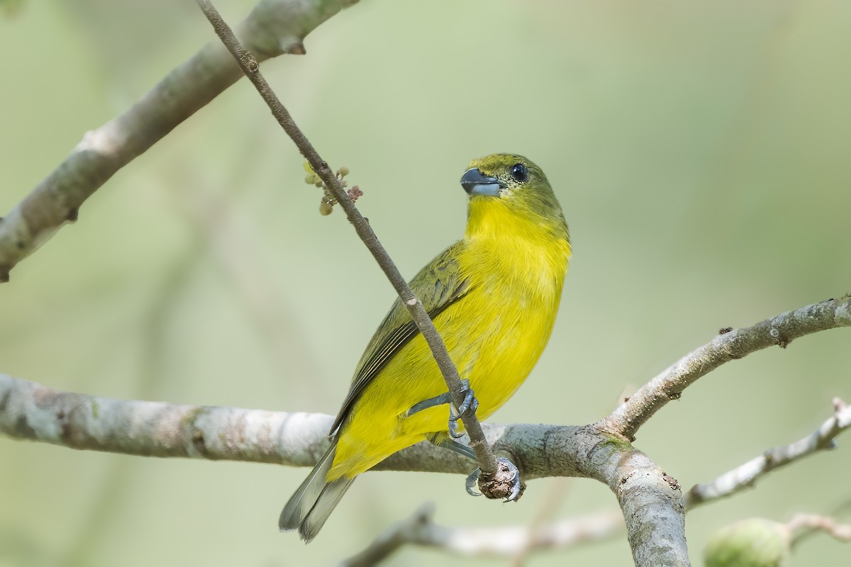 Thick-billed Euphonia - ML646005056