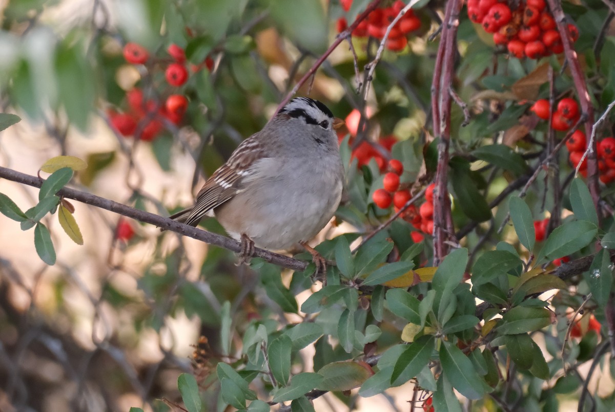 White-crowned Sparrow - ML646005061