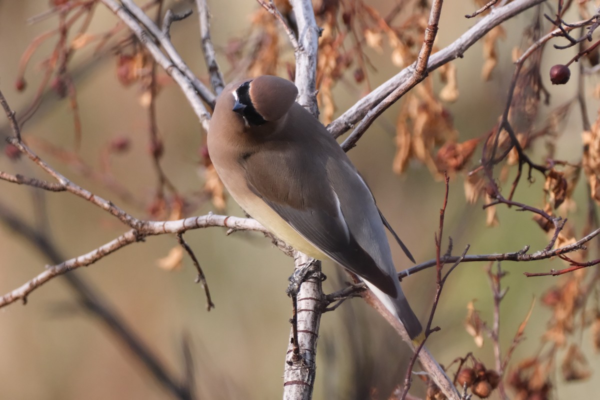 Cedar Waxwing - ML646005066