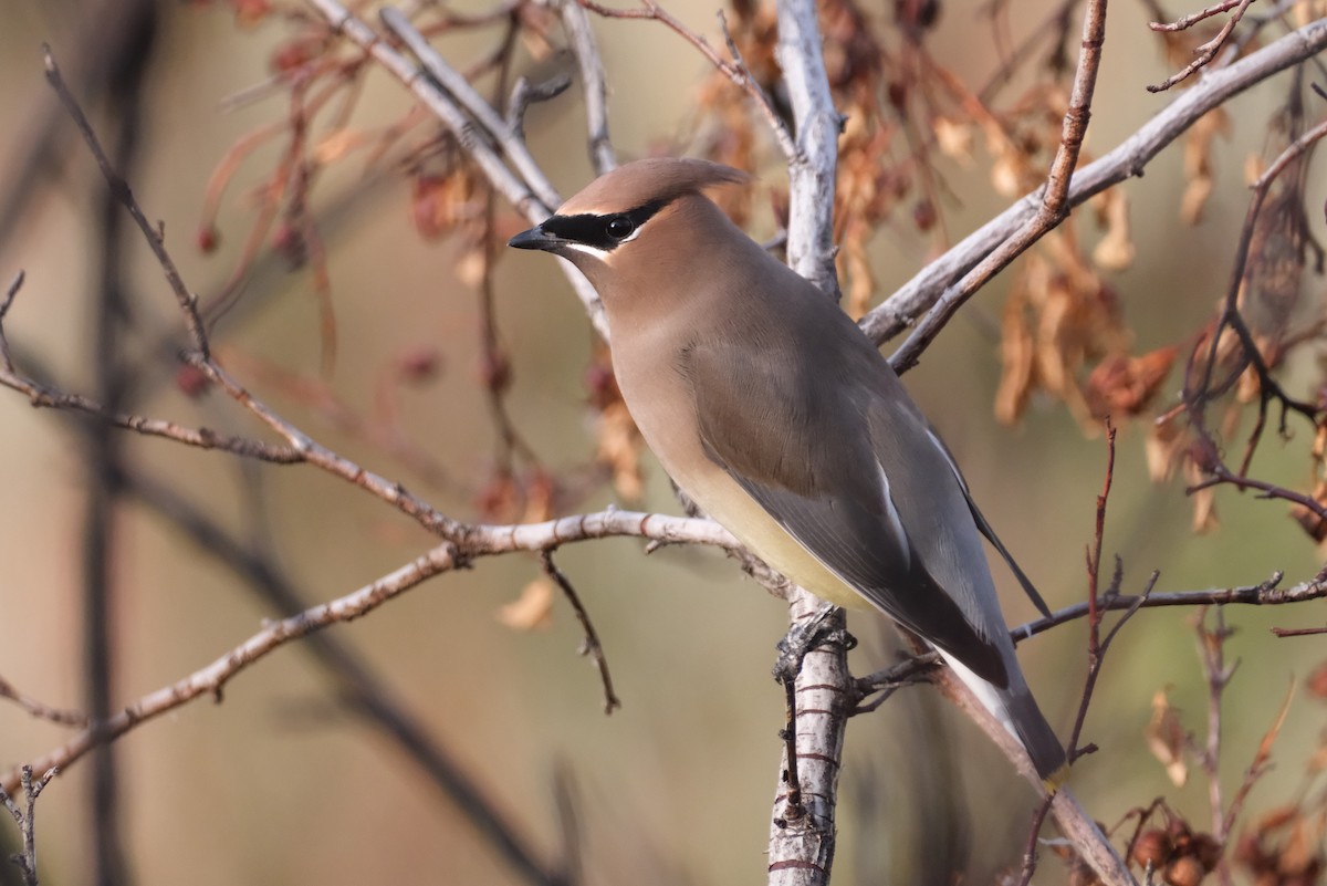 Cedar Waxwing - ML646005067