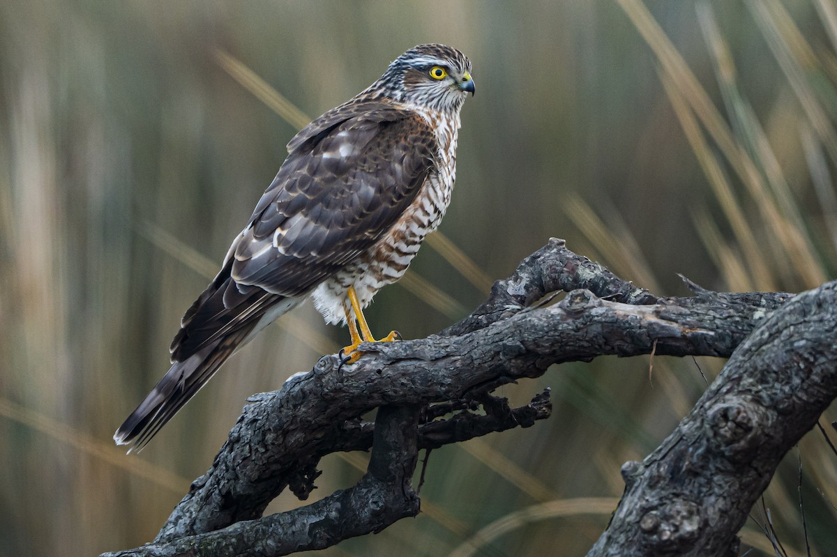 Eurasian Sparrowhawk - ML646005070
