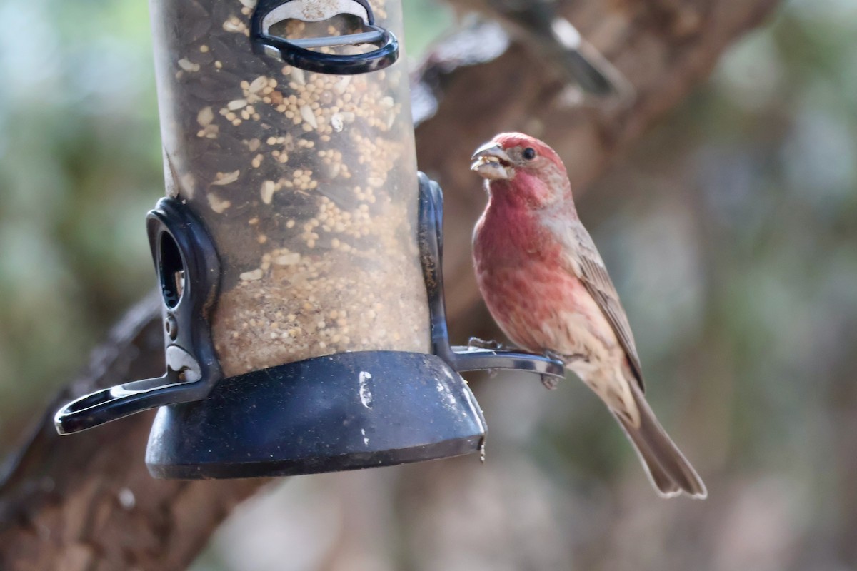 House Finch - ML646005077