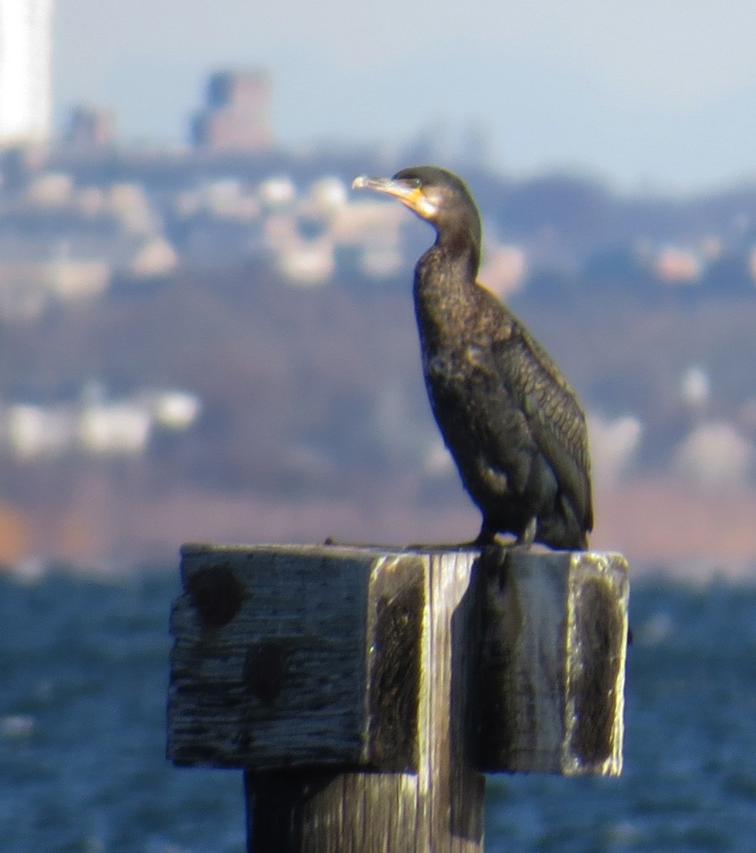 kormorán velký - ML646005078