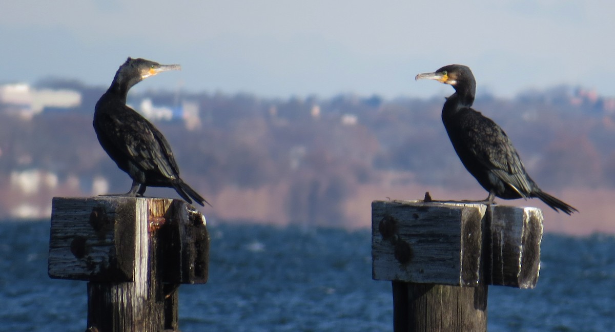 kormorán velký - ML646005079