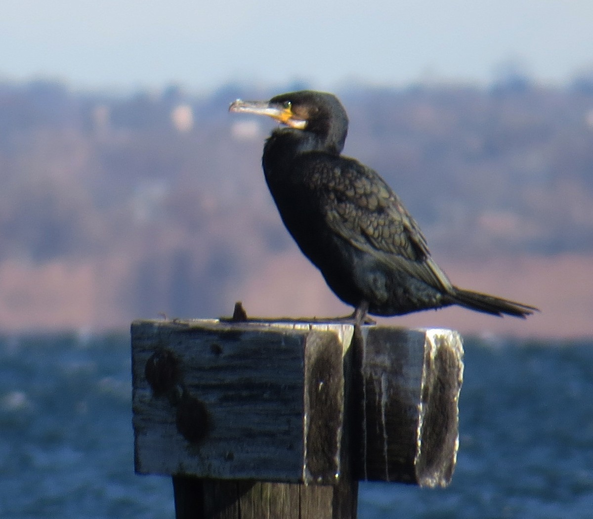 kormorán velký - ML646005080