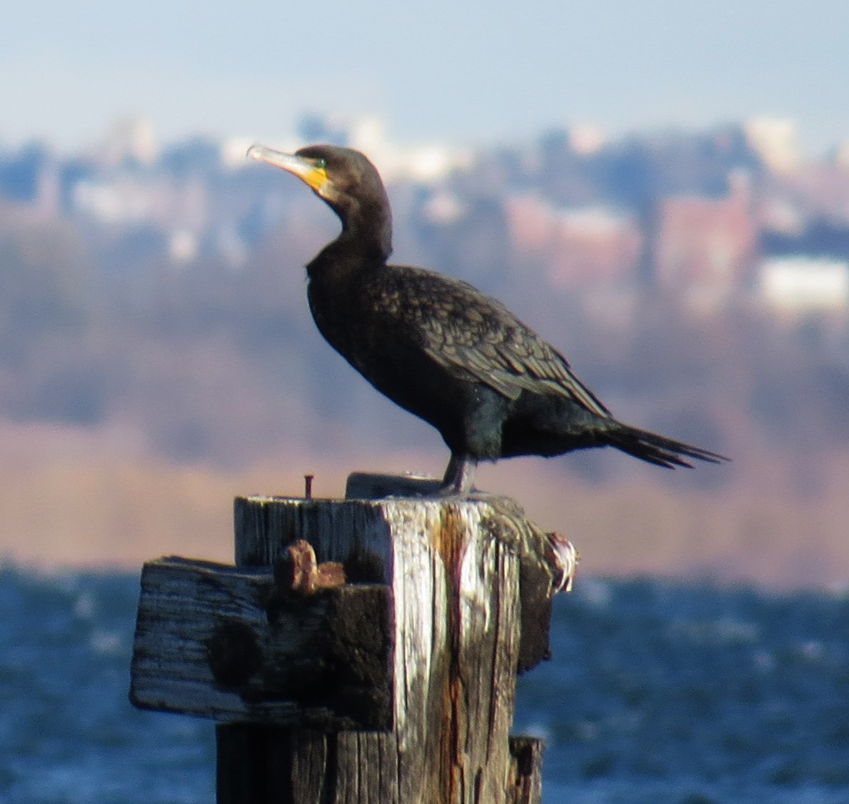 kormorán velký - ML646005081