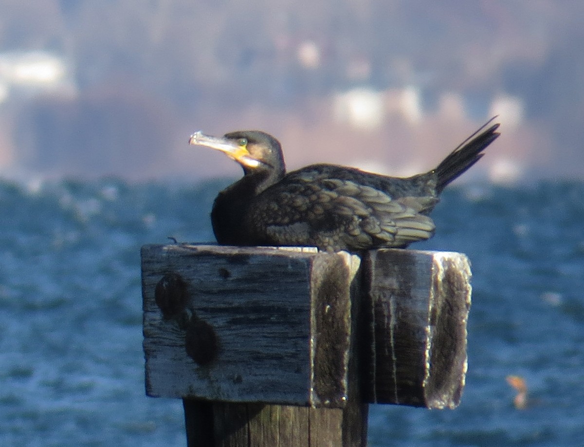 kormorán velký - ML646005082