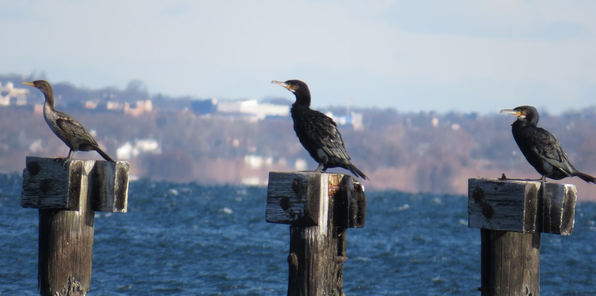 kormorán velký - ML646005083