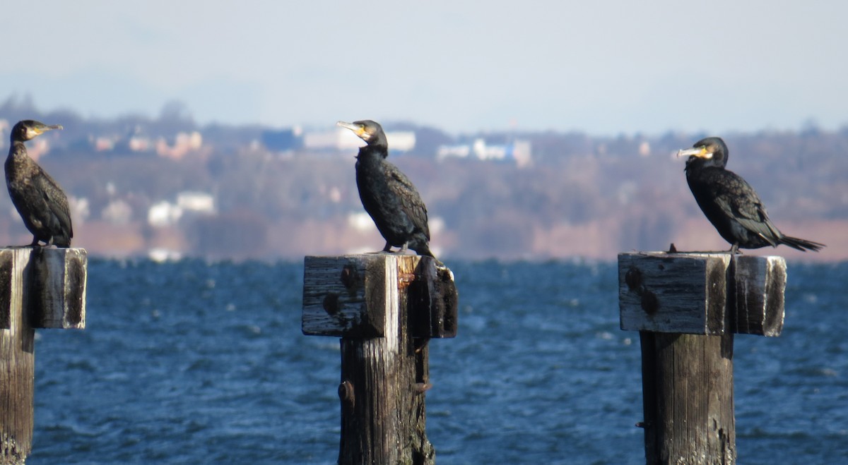 kormorán velký - ML646005084