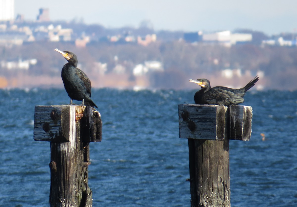 kormorán velký - ML646005085