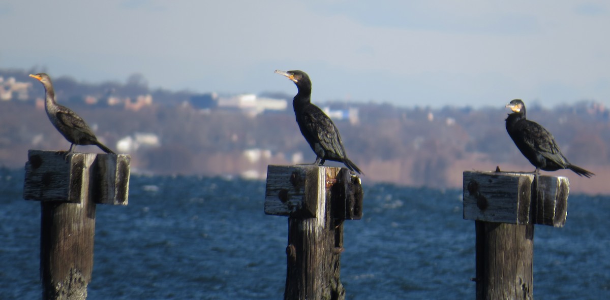 kormorán velký - ML646005086