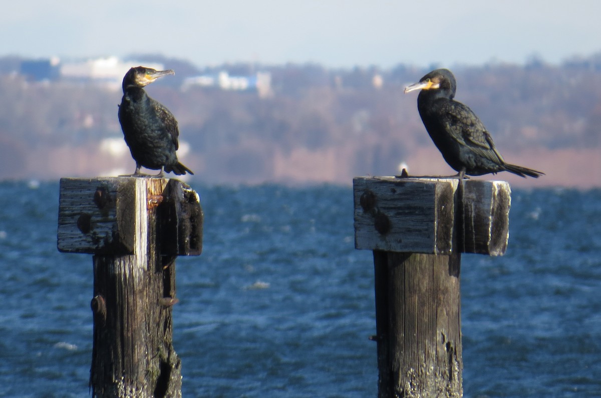 kormorán velký - ML646005089