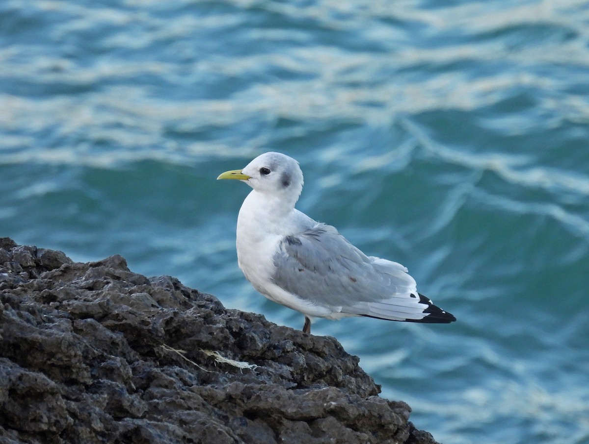 Kara Ayaklı Martı - ML646005096