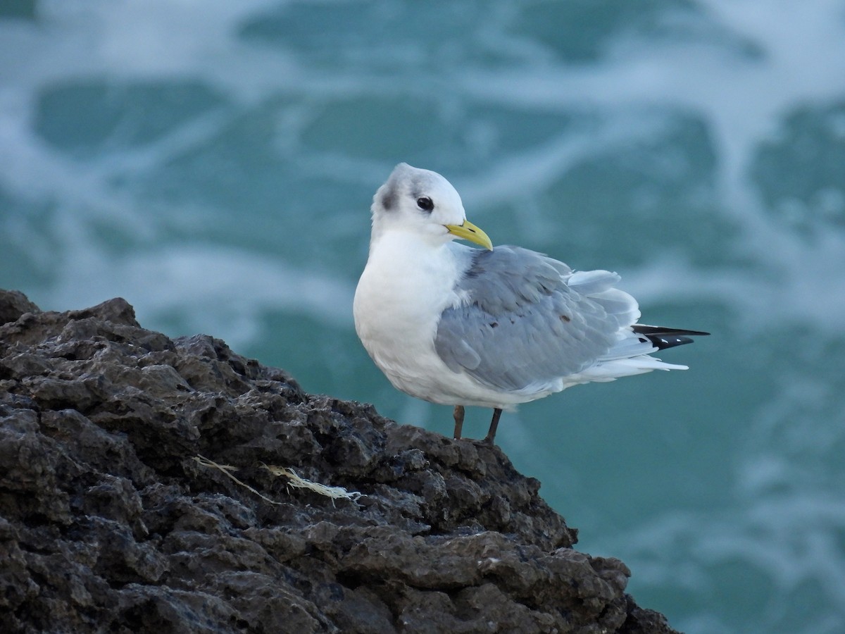 Kara Ayaklı Martı - ML646005097