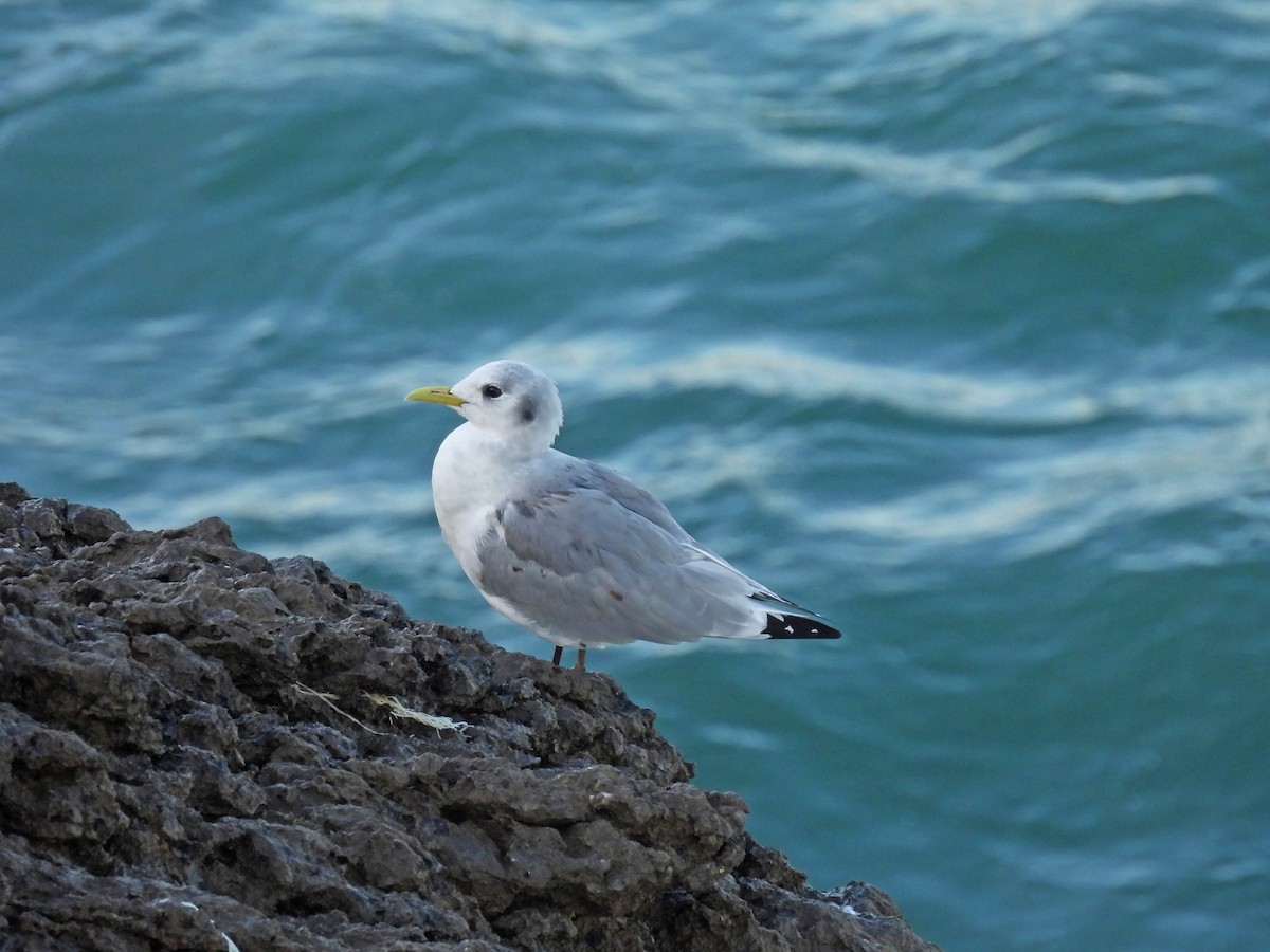 Kara Ayaklı Martı - ML646005098