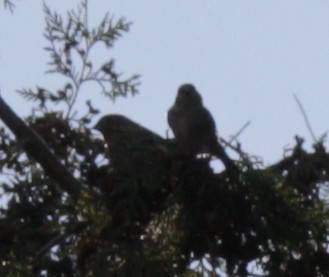 Чиж сосновий - ML646005101